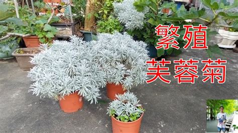 芙蓉菊避邪|芙蓉要怎麼種